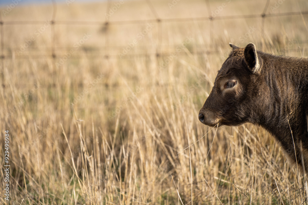 beautiful cattle in Australia eating grass, grazing on pasture. Herd of cows free range beef being regenerative raised on an agricultural farm. Sustainable farming beautiful cattle in Australia eating grass, grazing on pasture. Herd of cows free range beef being regenerative raised on an agricultural farm. Sustainable farming