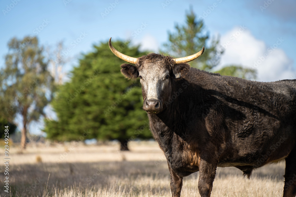 beautiful cattle in Australia eating grass, grazing on pasture. Herd of cows free range beef being regenerative raised on an agricultural farm. Sustainable farming beautiful cattle in Australia eating grass, grazing on pasture. Herd of cows free range beef being regenerative raised on an agricultural farm. Sustainable farming
