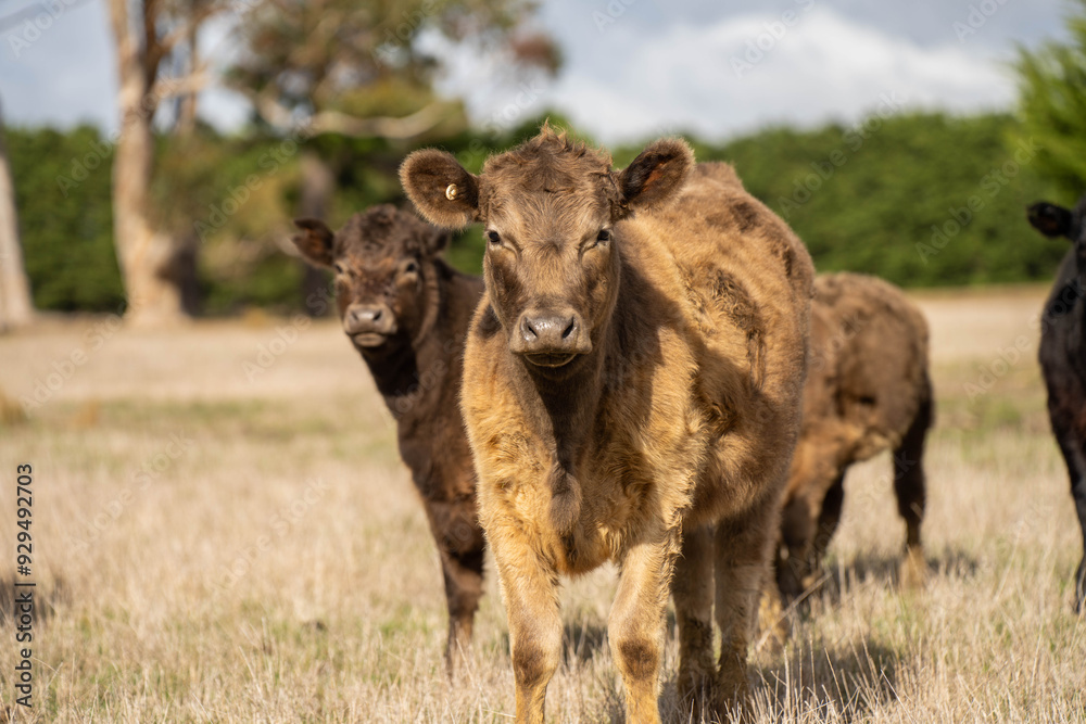 cows in a field, Beef cows and calves grazing on grass in Australia cows in a field, Beef cows and calves grazing on grass in Australia