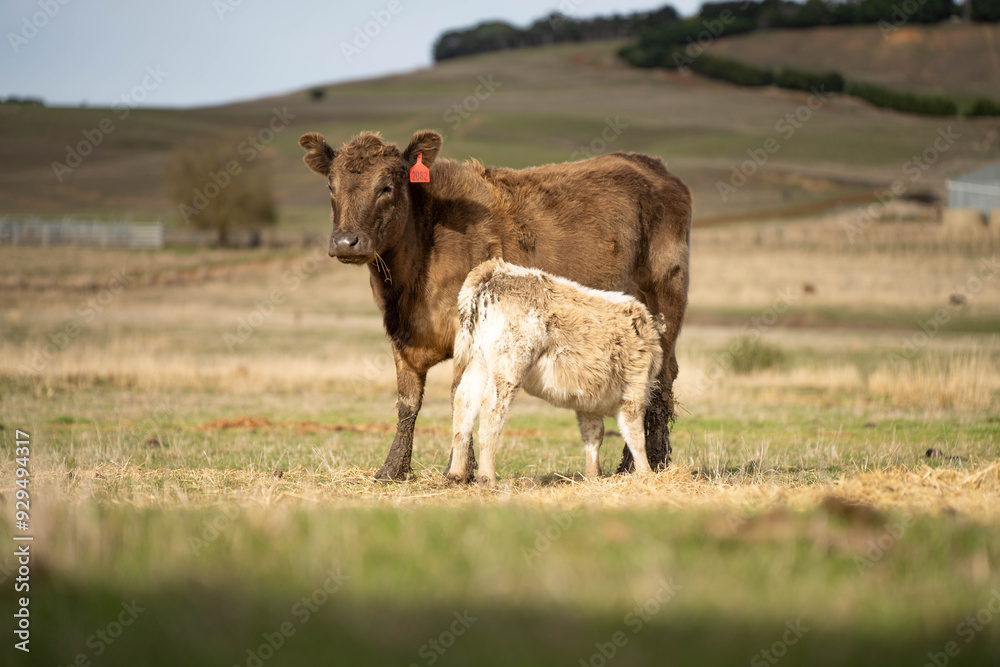 cows in a field, Beef cows and calves grazing on grass in Australia cows in a field, Beef cows and calves grazing on grass in Australia