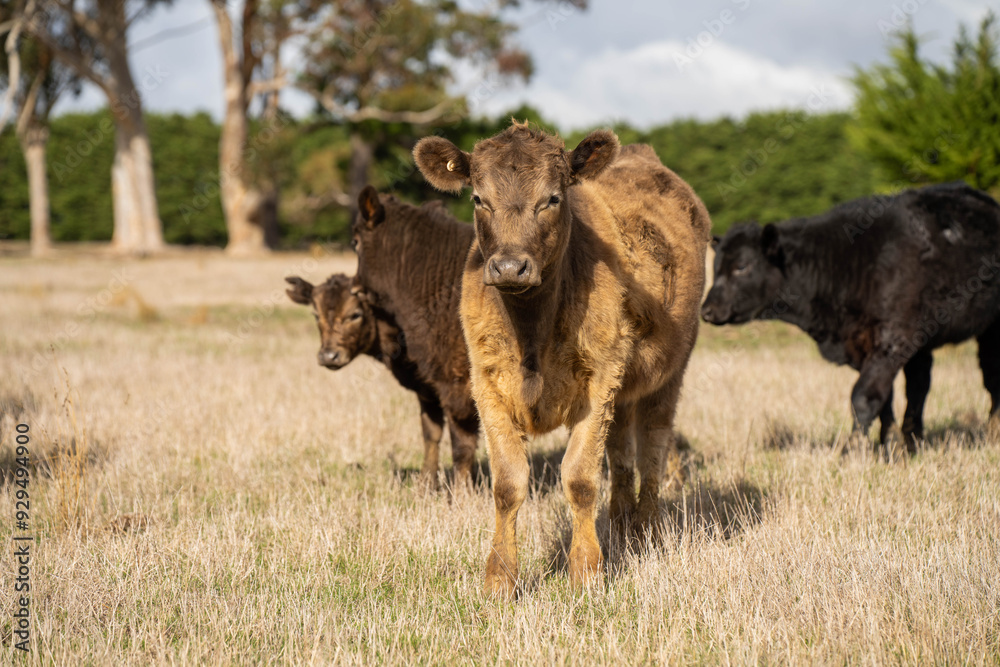 beautiful cattle in Australia eating grass, grazing on pasture. Herd of cows free range beef being regenerative raised on an agricultural farm. Sustainable farming beautiful cattle in Australia eating grass, grazing on pasture. Herd of cows free range beef being regenerative raised on an agricultural farm. Sustainable farming