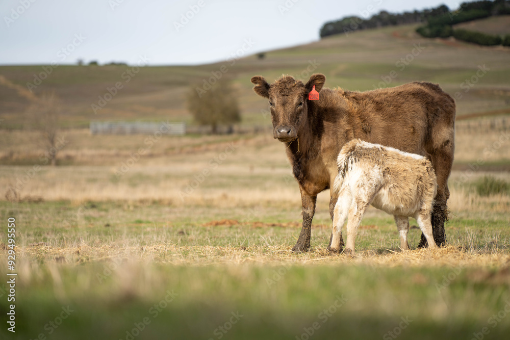 beautiful cattle in Australia eating grass, grazing on pasture. Herd of cows free range beef being regenerative raised on an agricultural farm. Sustainable farming beautiful cattle in Australia eating grass, grazing on pasture. Herd of cows free range beef being regenerative raised on an agricultural farm. Sustainable farming
