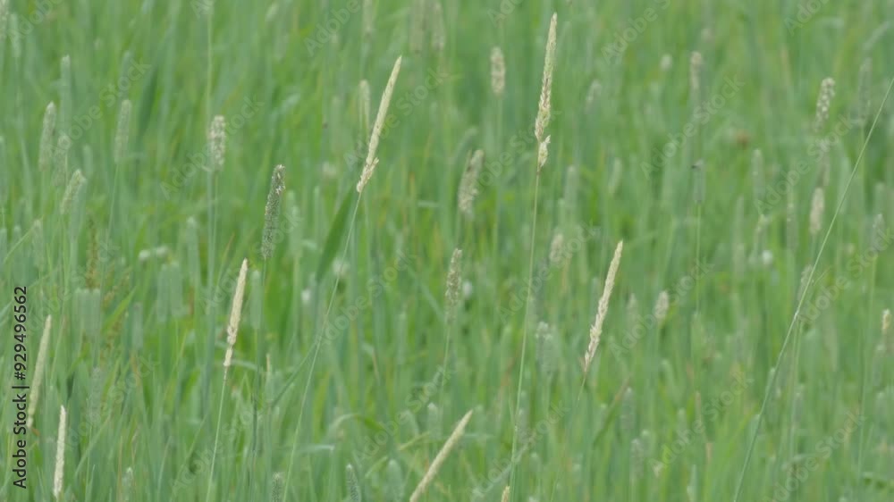 初夏の牧草地 初夏の牧草地
