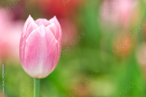 Pink tulips in spring. Close up soft and selective focus blossoming tulips in garden, springtime pink flowers 