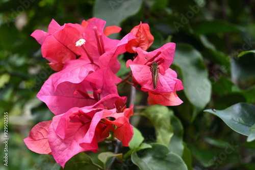 A cluster of pink bougainvillea flowers and a small branded swift butterfly sitting on it photo