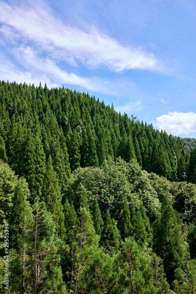 杉林 杉林