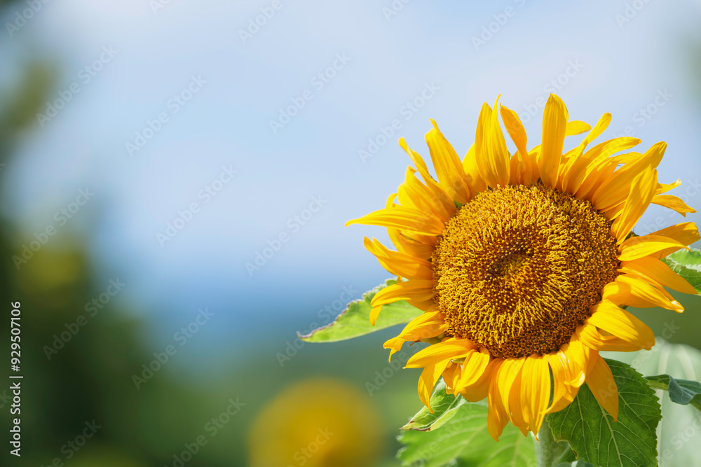 Fototapeta premium sunflower on the field with sunny blue sky