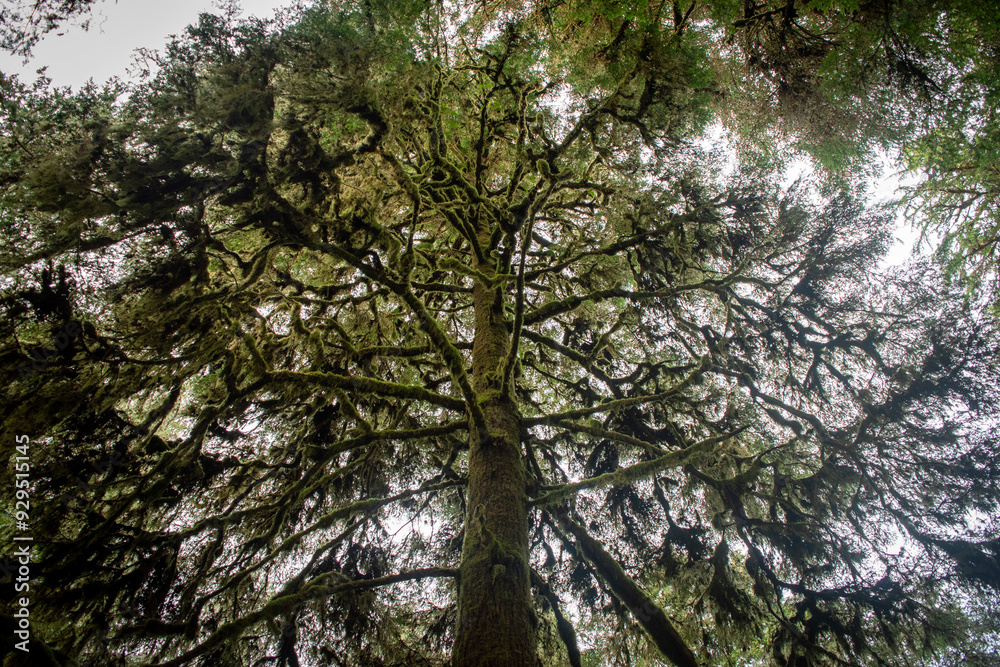 Huge tree in the rainforest - Vancouver Island Huge tree in the rainforest - Vancouver Island