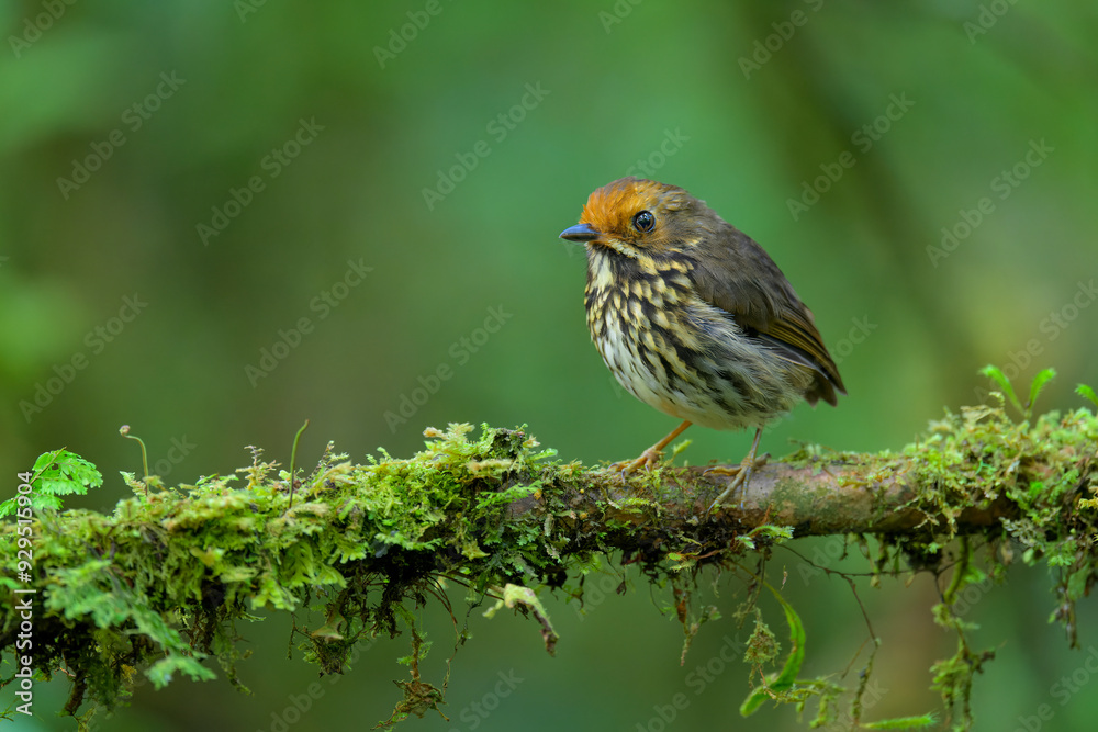 Ochre-fronted Antpitta, Grallaricula ochraceifrons Ochre-fronted Antpitta, Grallaricula ochraceifrons