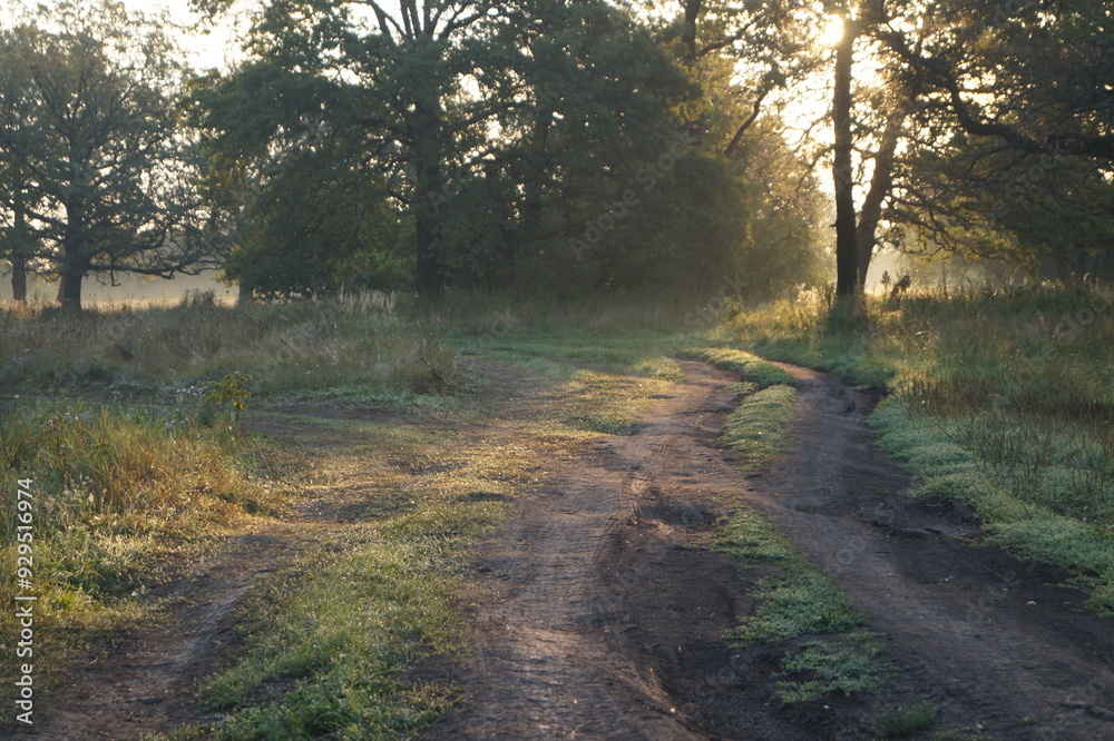 Fototapeta premium morning in the forest