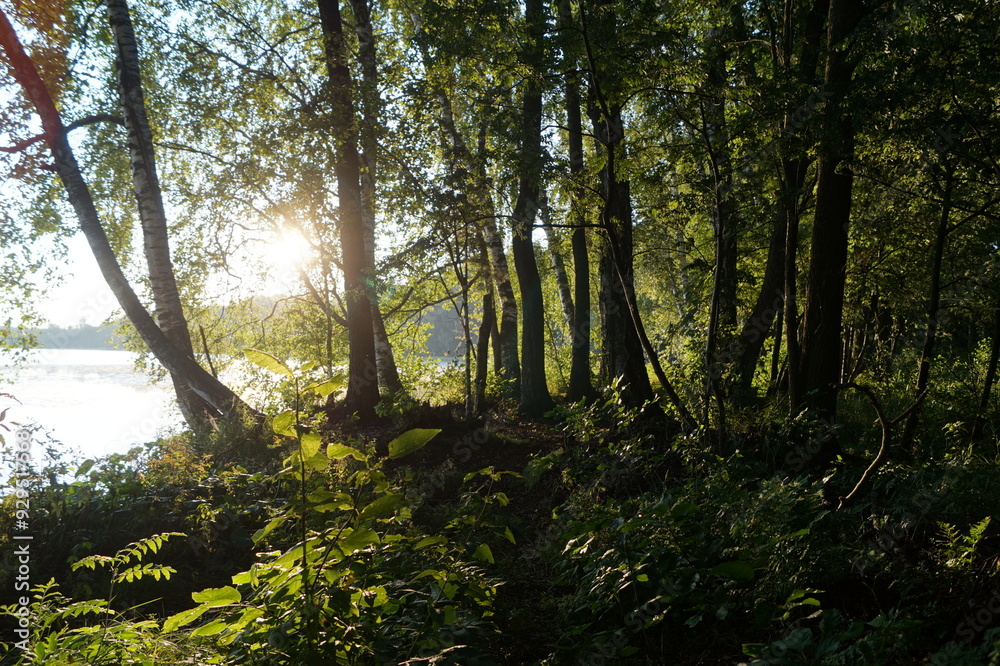 Naklejka premium landscape with fog