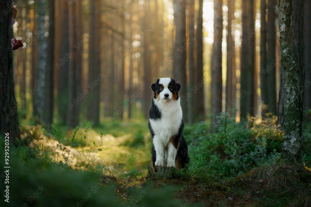 A poised Australian Shepherd sits in a lush green forest, its coat contrasting with the foggy background. The serene ambiance highlights the dog's calm demeanor amid nature's beauty. A poised Australian Shepherd sits in a lush green forest, its coat contrasting with the foggy background. The serene ambiance highlights the dog's calm demeanor amid nature's beauty.