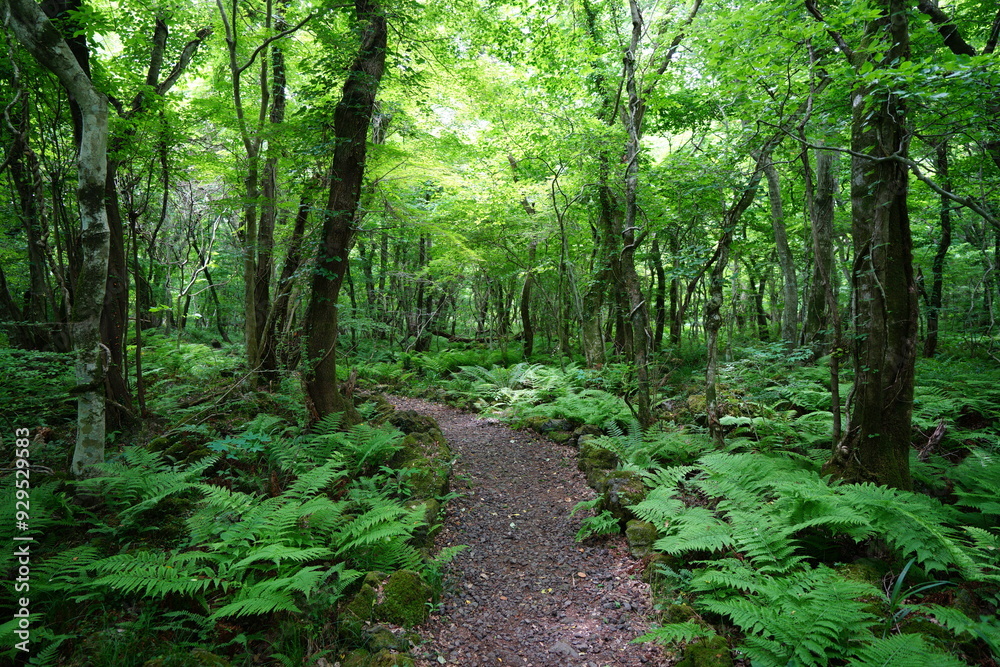 refreshing spring path toward the light refreshing spring path toward the light