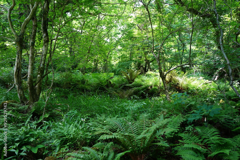 dense spring forest in the refreshing sunlight dense spring forest in the refreshing sunlight