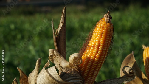 Corn plants on the Cornfield. Corn husks peel off. Focus selected