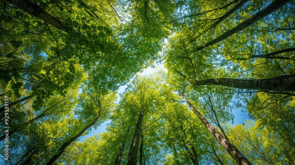Naklejka premium Looking Up Through Canopy of Lush Green Trees.