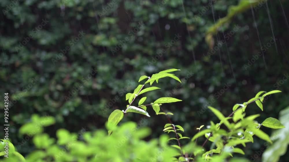 Raining shower in tropical forest, close up of rainfall, droplets on green leaves, rain falling on tree leaves.