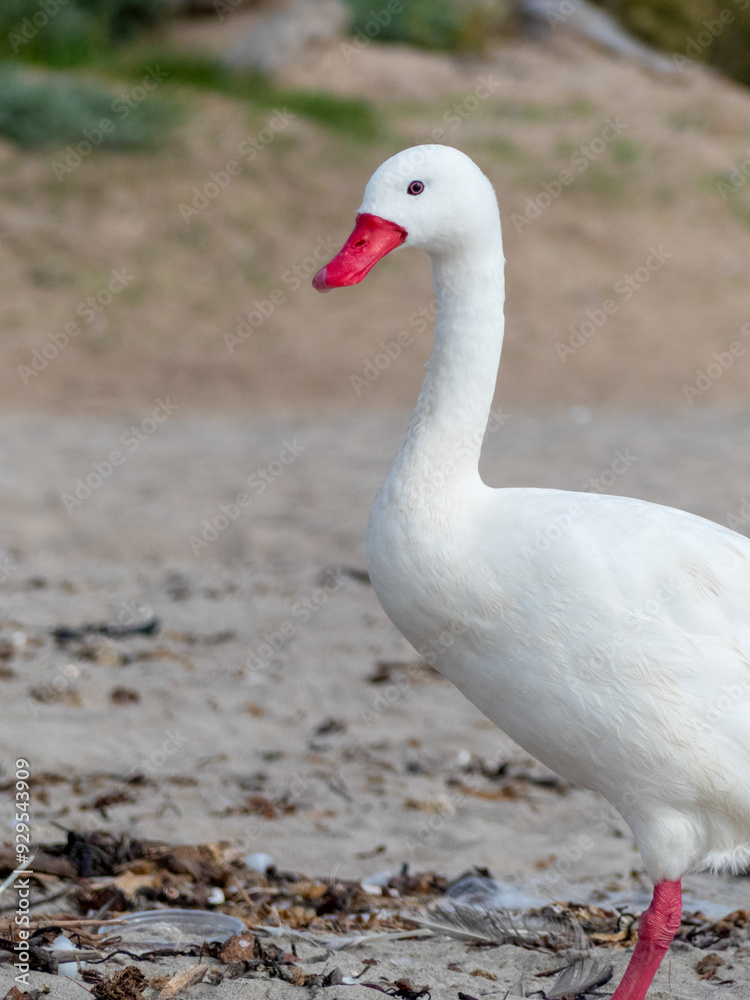 white goose on the lake white goose on the lake