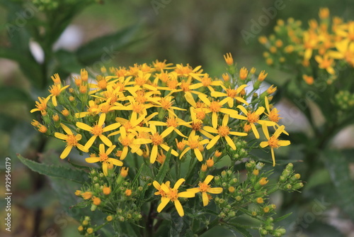 黄色い小さな花をたくさん咲かせたキオン