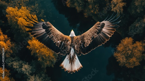above view of flying bird, Eagle, over forest background