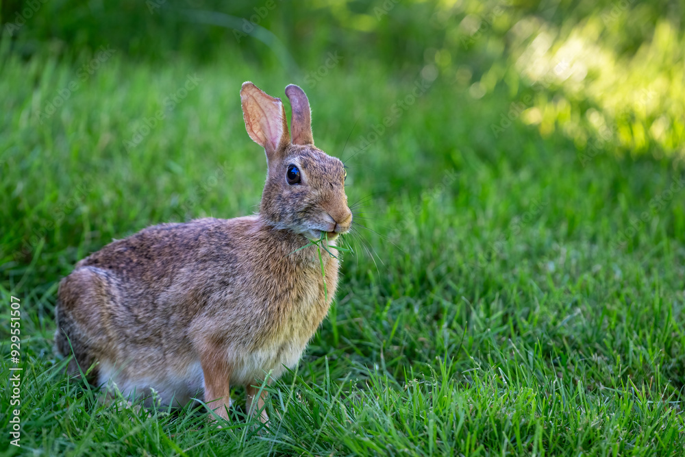 Summer backyard wildlife viewing, cute brown bunny sitting up with a mouth full of grass, grazing on grass in a shady lawn
Summer backyard wildlife viewing, cute brown bunny sitting up with a mouth full of grass, grazing on grass in a shady lawn
