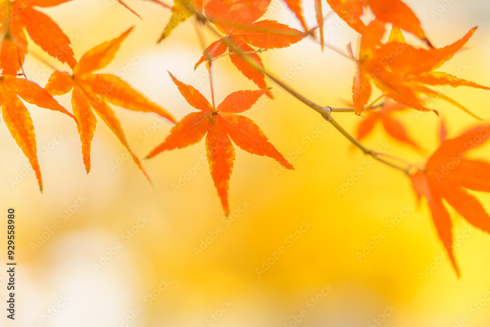 秋の紅葉の背景