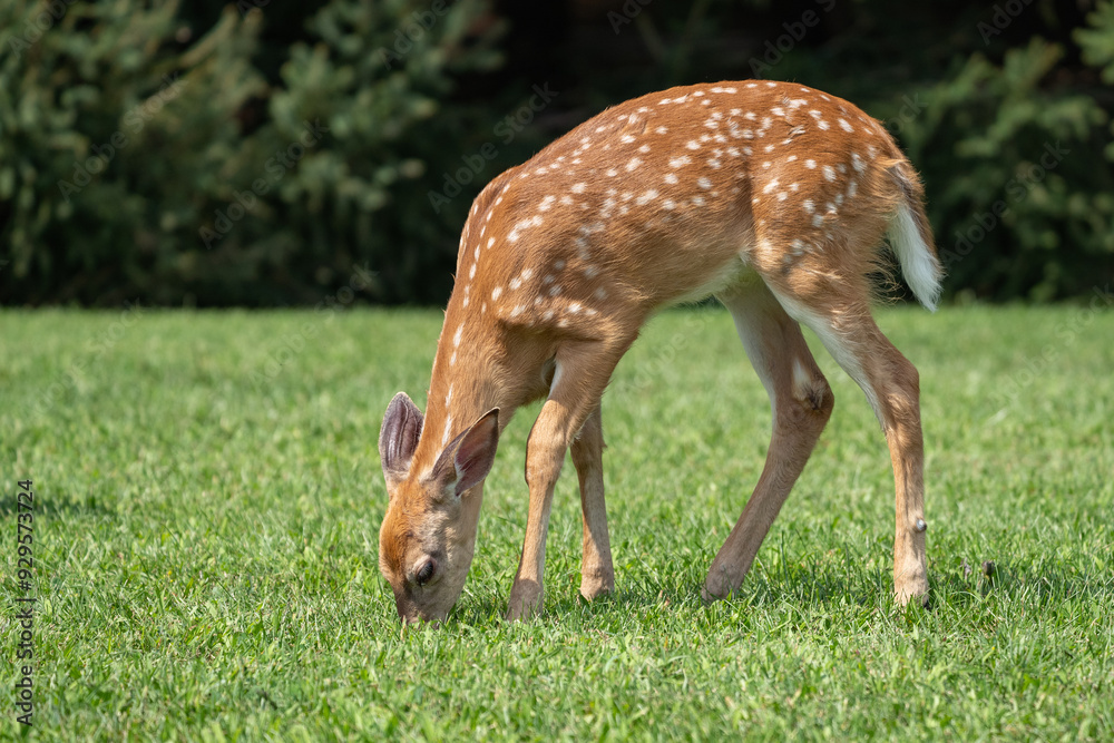 Cute White-tailed deer fawn grazing. Cute White-tailed deer fawn grazing.