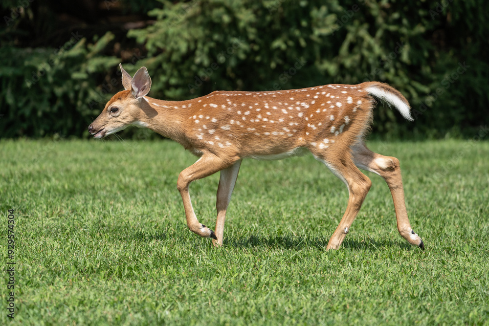 White-tailed Deer Fawn walks in grassy field. White-tailed Deer Fawn walks in grassy field.