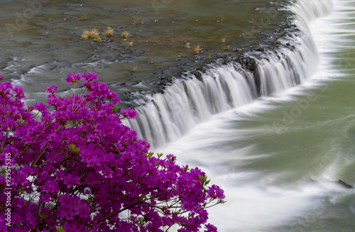 Cheorwon-gun, Gangwon-do, South Korea - April 29, 2018: Long exposure and high angle view of royal pink azalea flowers and Jiktang Falls of Hantan Rive in spring photo