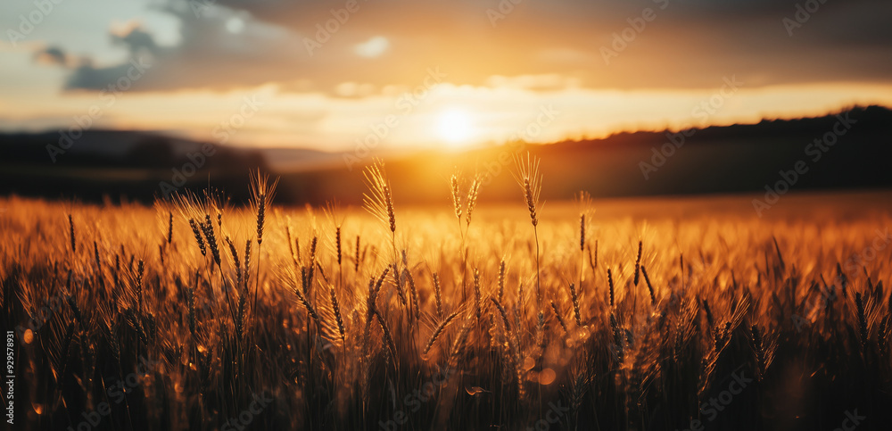 Golden wheat field at sunset with vibrant sky and distant hills