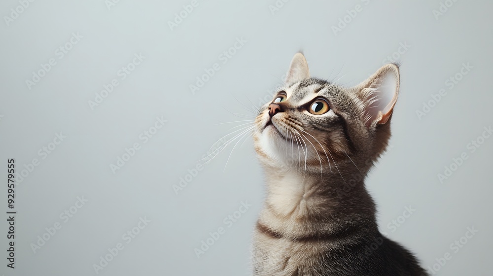 Curious cat sitting with its ears perked up on a plain backdrop Curious cat sitting with its ears perked up on a plain backdrop