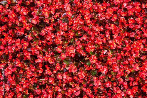 Red Begonias with Lush Green Foliage Overhead View