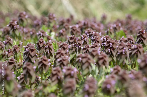 Spring view of habitat of Crown rockcress(Arabis coronata Nakai) on the ground near Gunsan-si, South Korea  photo