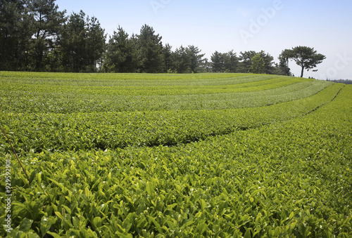 Seogwipo-si, Jeju-do, South Korea - May 12, 2015: Low angle view of green tea field at Dosun Tea Garden in spring