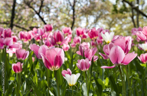 Seongdong-gu, Seoul, South Korea - April 16, 2022: Close-up of pink tulips on the garden at Seoul Forest in spring