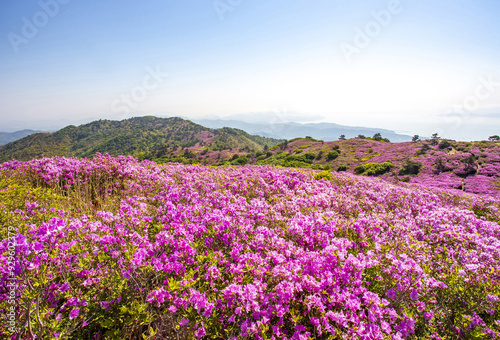 Boseong-gun, Jeollanam-do, South Korea - May 3, 2022: Spring view of royal pink azalea flowers on the hill against sea in the background at Illimsan Mountain