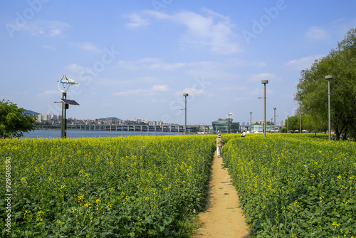 Banpo-dong, Seocho-gu, Seoul, South Korea - May 12, 2022: Spring view of a female walking on trail surrounded by yellow rape flowers with street lamp against Seorae Island on Han River photo