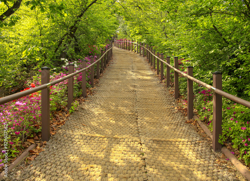 Dongdaemun-gu, Seoul, South Korea - April 26, 2022: Spring view of mat trail with handrail with royal pink azalea flowers and trees at Baebongsan Mountain