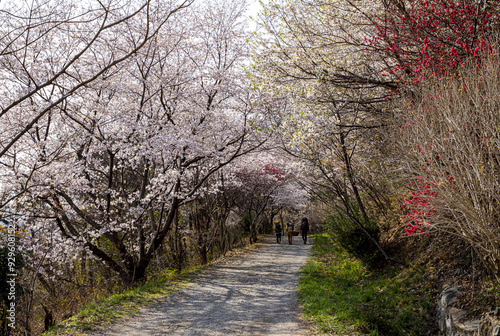 Jinhae-gu, Changwon-si, Gyeongsangnam-do, South Korea - April 2, 2022: Spring view of hikers walking on the trail with red plum flower and white cherry blossom photo