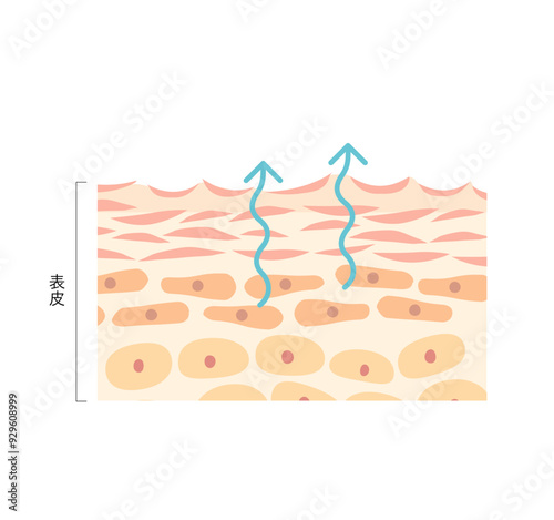 図版_肌図版_003_水分の蒸発