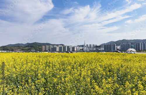 Changwon-si, Gyeongsangnam-do, South Korea - May 16, 2022: Spring view of yellow rape flowers on flower bed against apartments of Masan Maritime New Town photo