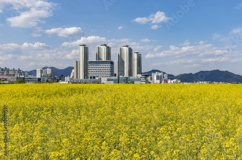 Changwon-si, Gyeongsangnam-do, South Korea - May 16, 2022: Spring view of yellow rape flowers on flower bed against high-rise buildings and apartments at Masan Maritime New Town photo