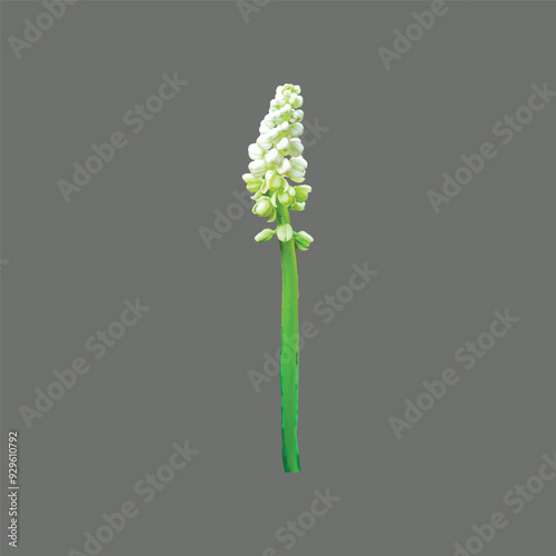 cute small beautiful white flowers blooming of Drimiopsis Kirkii Variegata flower with black and gray background. small white flowers vector, vector illustrations.