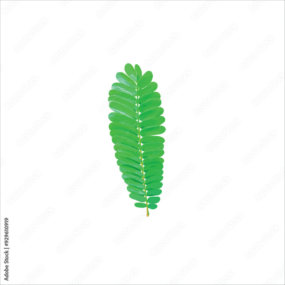 green leaves of Senna siamea leaves, vector illustrations. green leaves of Senna siamea leaves, vector illustrations.