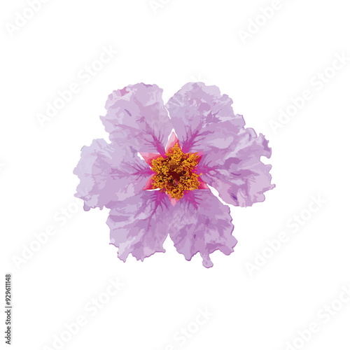 purple flowers of Lagerstroemia speciosa on a white background, vector flowers, and vector illustrations.