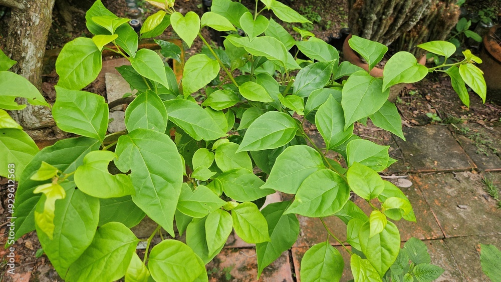 Close up of green leaves of lesser bougainvillea in the garden at Mekong Delta Vietnam. Close up of green leaves of lesser bougainvillea in the garden at Mekong Delta Vietnam.
