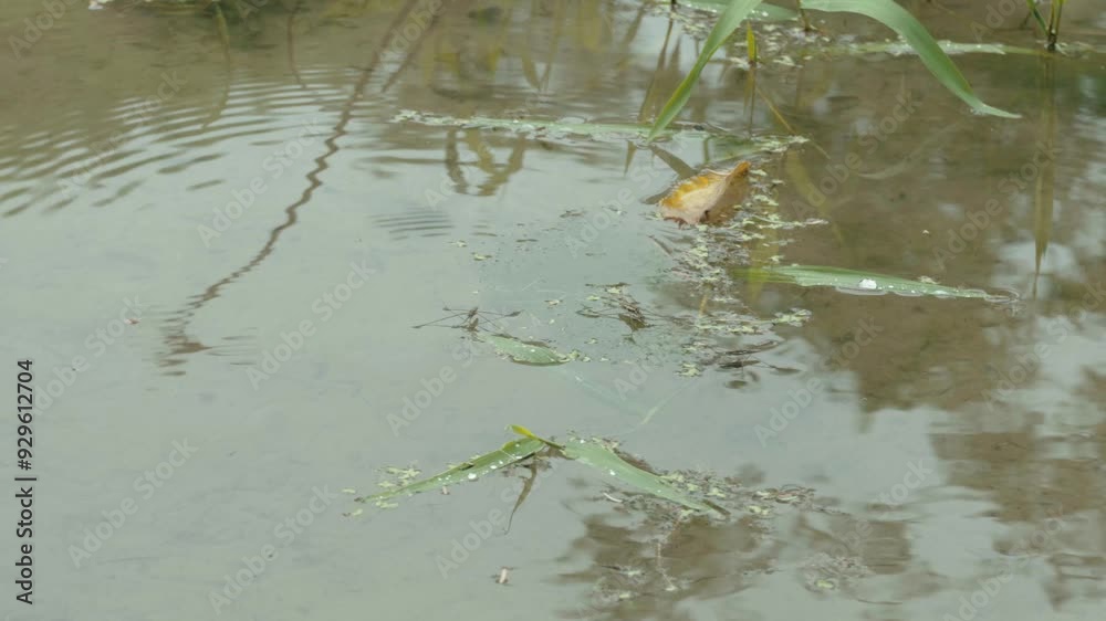 A water strider glides on the surface of a pond with gentle ripples, surrounded by floating leaves and debris, creating a tranquil and natural atmosphere. A water strider glides on the surface of a pond with gentle ripples, surrounded by floating leaves and debris, creating a tranquil and natural atmosphere.