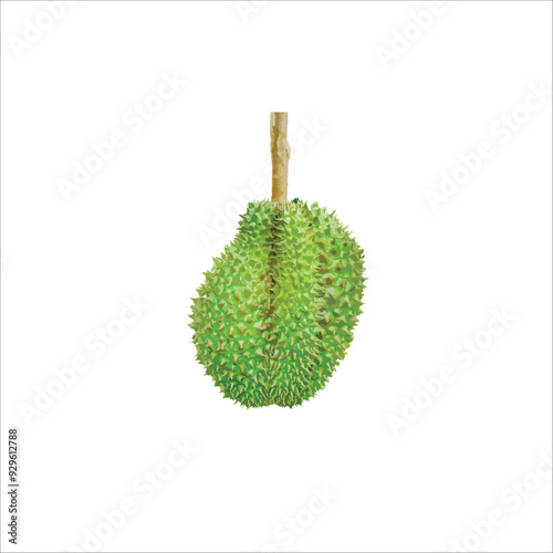 The sweet fruit of durian, vector fruit, and vector illustrations.