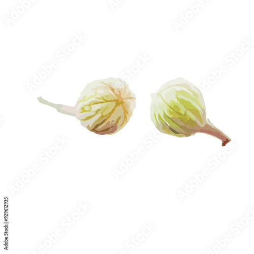 bud flowers of Lagerstroemia speciosa, giant crepe-myrtle, Queen's crepe-myrtle, banabá plant, or pride of India, or Queen's Flower or Jarul. bud vector, vector illustrations. 