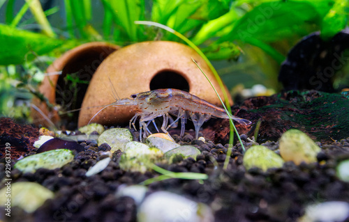 Amano shrimp eating algae on top of rocks in an aquarium
